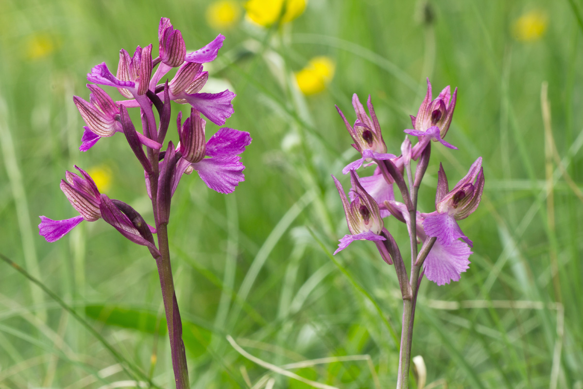 Anacamptis x gennarii (Rchb. F.) Kretz., Eccarius & Dietr.